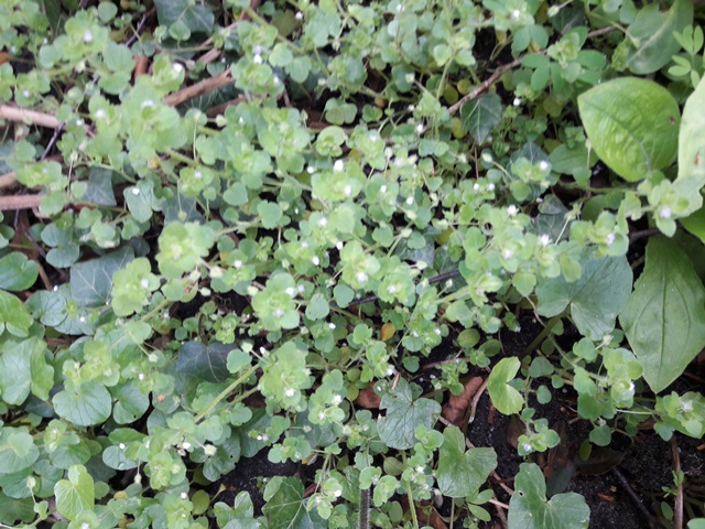 piepkleine witte bloemetjes .